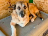Carla, jeune chienne de 3 ans à adopter en association