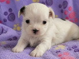 Chiot Shih-Tzu mâle à réserver non LOF né en mai 2026