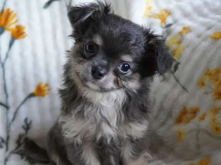 Portée de 4 chiots Chihuahua poils longs LOF à réserver
