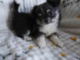 Portée de 4 chiots Chihuahua poils longs LOF à réserver