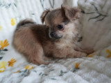 Portée de 4 chiots Chihuahua poils longs LOF à réserver