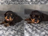 Portée de 9 chiots Rottweiler non LOF nés en juin 2026 à vendre