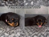 Portée de 9 chiots Rottweiler non LOF nés en juin 2026 à vendre