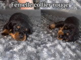 Portée de 9 chiots Rottweiler non LOF nés en juin 2026 à vendre