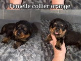 Portée de 9 chiots Rottweiler non LOF nés en juin 2026 à vendre