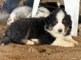 5 chiots Bergers Australiens LOF disponibles en vente, nés en avril 2026