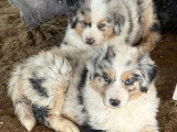 5 chiots Bergers Australiens LOF disponibles en vente, nés en avril 2026