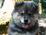 Chiot femelle Chien Finnois de Laponie à vendre LOF né en avril 2026