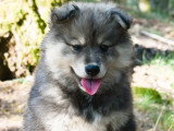 Chiot femelle Chien Finnois de Laponie à vendre LOF né en avril 2026