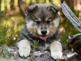 Chiot femelle Chien Finnois de Laponie à vendre LOF né en avril 2026