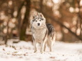 Chiot femelle Chien Finnois de Laponie à vendre LOF né en avril 2026