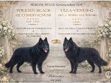 Magnifique chiots Berger Belge Groenendael à vendre