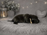 Magnifique chiots Berger Belge Groenendael à vendre