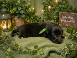 Magnifique chiots Berger Belge Groenendael à vendre