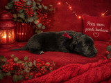 Magnifique chiots Berger Belge Groenendael à vendre