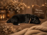 Magnifique chiots Berger Belge Groenendael à vendre