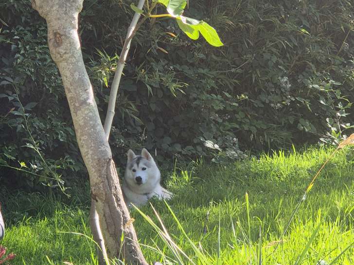 Husky blanc gris à vendre
