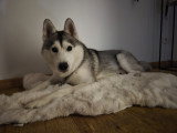 Husky blanc gris à vendre