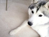 Husky blanc gris à vendre
