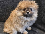 3 chiots femelles Loulou de Poméranie à vendre