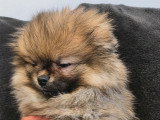 3 chiots femelles Loulou de Poméranie à vendre