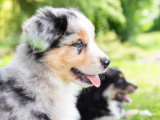 Chiots Berger Américain Miniature mâles 2026