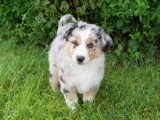 Chiots Berger Américain Miniature mâles 2026