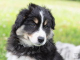 Chiots Berger Américain Miniature mâles 2026