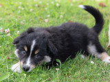 Chiots Berger Américain Miniature mâles 2026