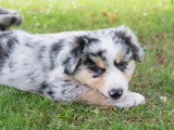 Chiots Berger Américain Miniature mâles 2026