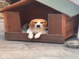 Adorable chienne Beagle à donner (13)