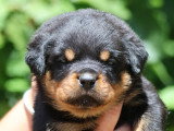 Sublimes chiots Rottweiler LOF à vendre