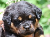 Sublimes chiots Rottweiler LOF à vendre