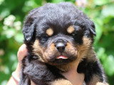 Sublimes chiots Rottweiler LOF à vendre