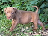 Chiot femelle American Bully XL chocolat de mai 2026 à réserver non LOF