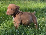 Chiot femelle American Bully XL chocolat de mai 2026 à réserver non LOF