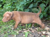 Chiot femelle American Bully XL chocolat de mai 2026 à réserver non LOF
