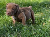 Chiot femelle American Bully XL chocolat de mai 2026 à réserver non LOF