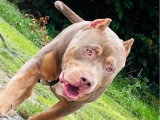Chiot femelle American Bully XL chocolat de mai 2026 à réserver non LOF