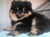 Chiot mâle Spitz nain noir et feu à vendre non LOF avril 2026