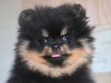 Chiot mâle Spitz nain noir et feu à vendre non LOF avril 2026