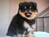 Chiot mâle Spitz nain noir et feu à vendre non LOF avril 2026