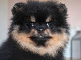 Chiot mâle Spitz nain noir et feu à vendre non LOF avril 2026