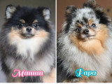 Chiot mâle Spitz nain noir et feu à vendre non LOF avril 2026