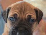 11 chiots Cane Corso LOF nés en mai 2026 à réserver