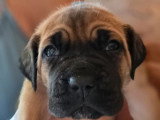 11 chiots Cane Corso LOF nés en mai 2026 à réserver