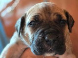 11 chiots Cane Corso LOF nés en mai 2026 à réserver