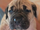 11 chiots Cane Corso LOF nés en mai 2026 à réserver