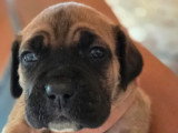 11 chiots Cane Corso LOF nés en mai 2026 à réserver