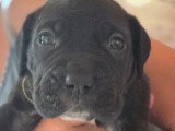 11 chiots Cane Corso LOF nés en mai 2026 à réserver